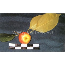 Лалетино