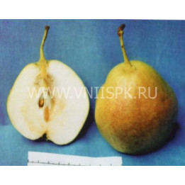 Августинка