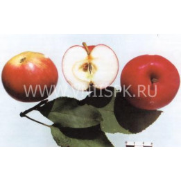 Мантет