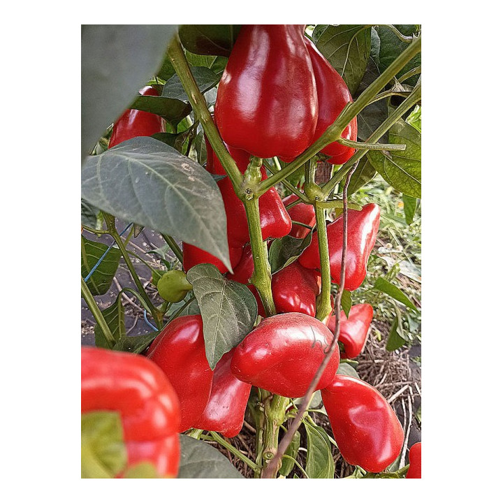 РАННЯЯ ПТАХА