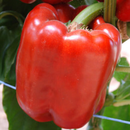 КУБИК