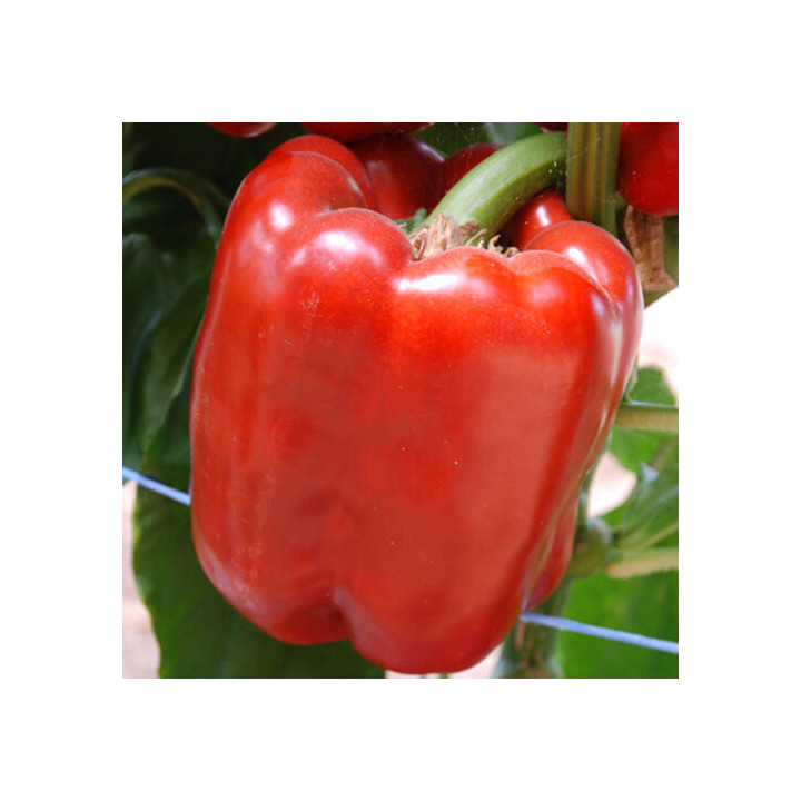КУБИК