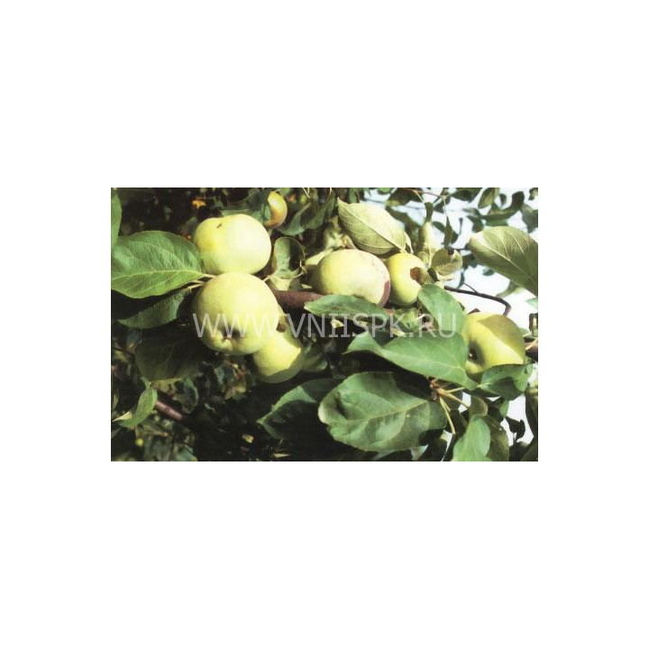 Минераловодская