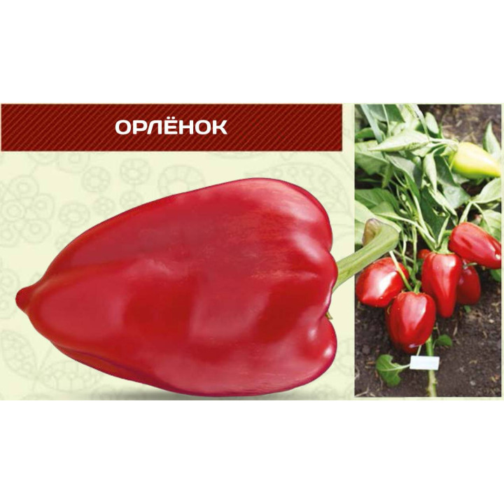 ОРЛЕНОК