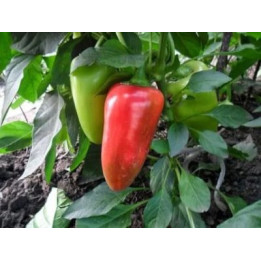 КУПЕЦ
