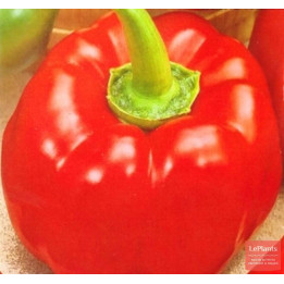 МАРИЯ
