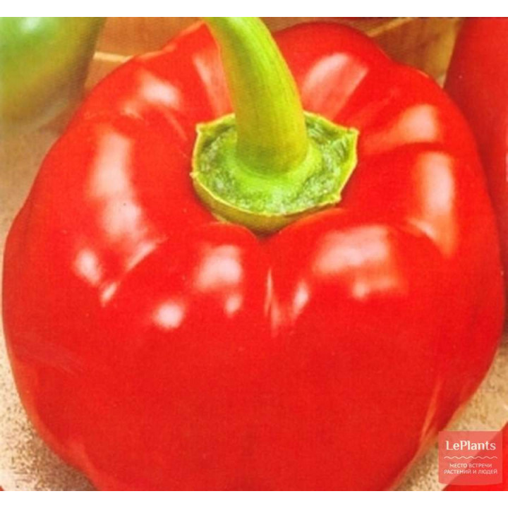 МАРИЯ