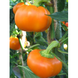 ФЛОРИДА