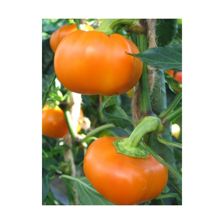 ФЛОРИДА