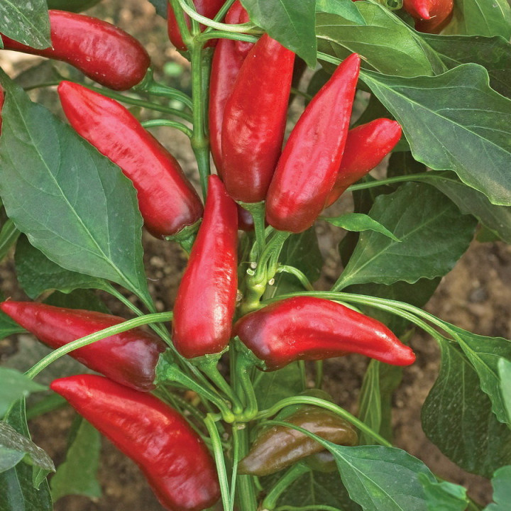 МАЯК