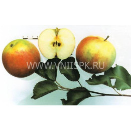 Орлинка
