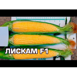 ЛИМЛАВ 88