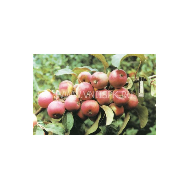 Осенняя радость (Алтая)