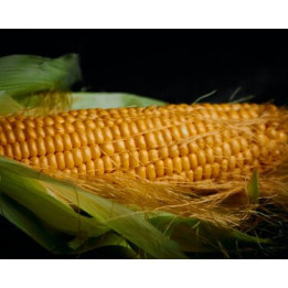 ФС 3521