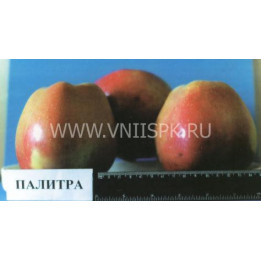 Палитра