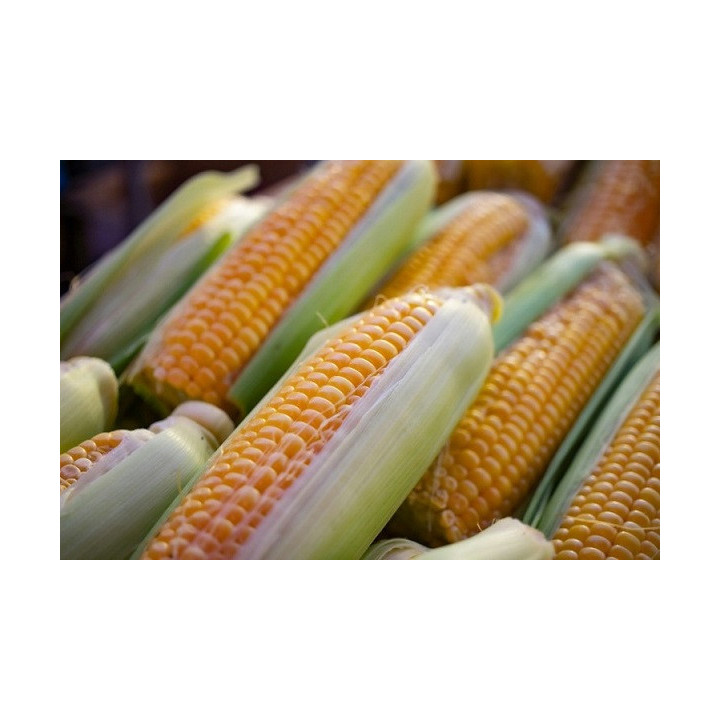 ГК 83