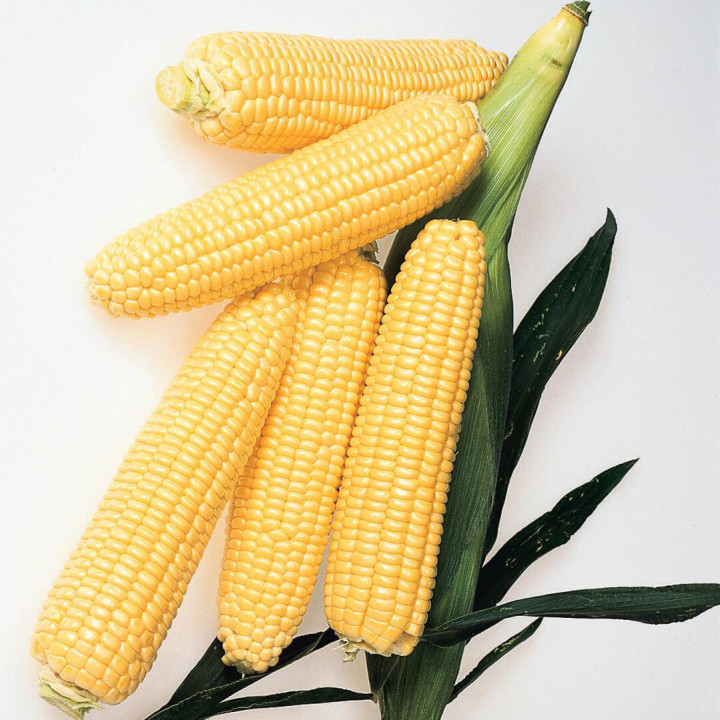 3252