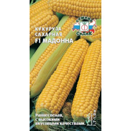 МАДОННА М