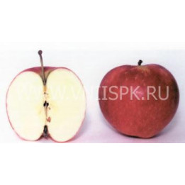 Пепин башкирский