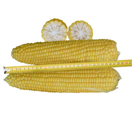 Ф 23