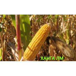 ХАНГА ЛМ