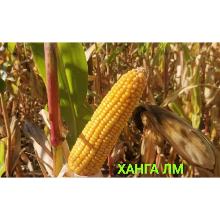 ХАНГА ЛМ