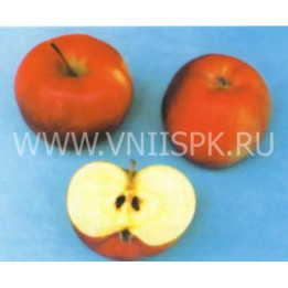 Прима