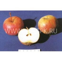 Приморское