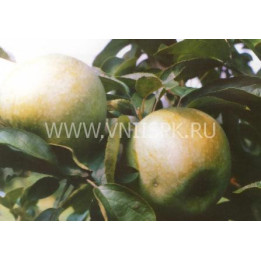 Ренет кубанский