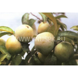 Ренет Симиренко (Ренет П. Ф. Симиренко, Зеленый ренет Симиренко)