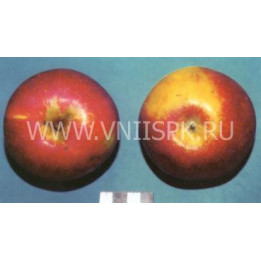 Россошанское багряное