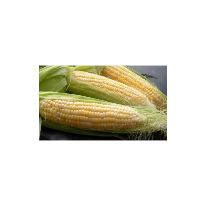 ПХ 1 Ц 9 Н