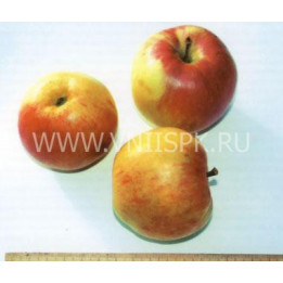 Румянка свердловская