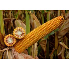 КСС 5502