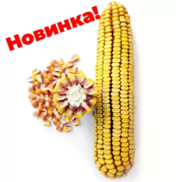 ЗОЛОТОЙ ПОЧАТОК 340 МВ