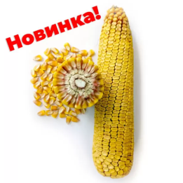 ЗОЛОТОЙ ПОЧАТОК 200 СВ