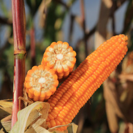 КВС ЛИОНЕЛЬ