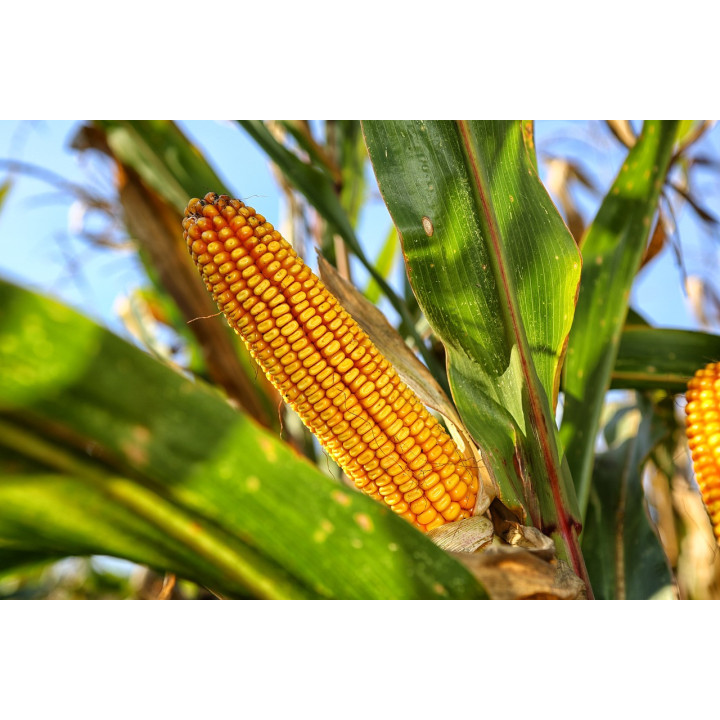 СКАП 251 СВ