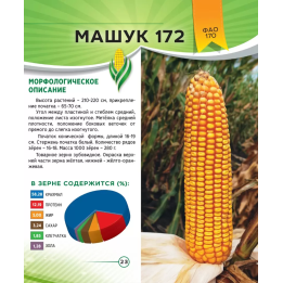 МАШУК 172