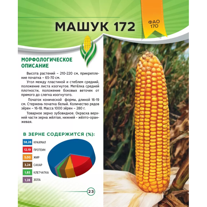 МАШУК 172