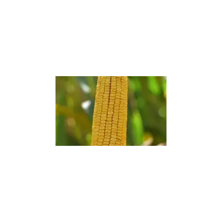 РПК 7250 Х РПК 7404