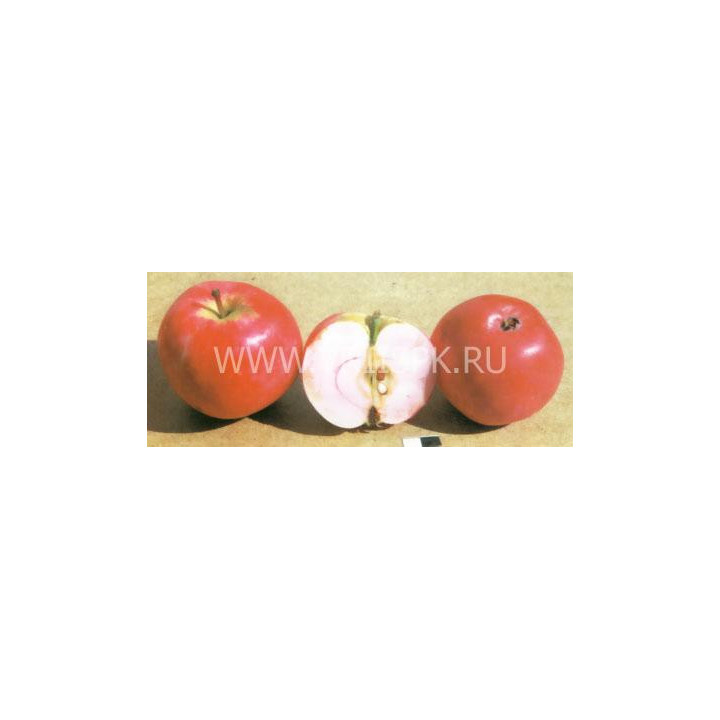 Солнцедар