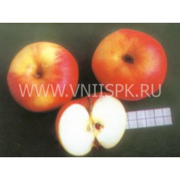 Утес