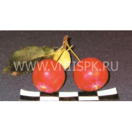 Фонарик