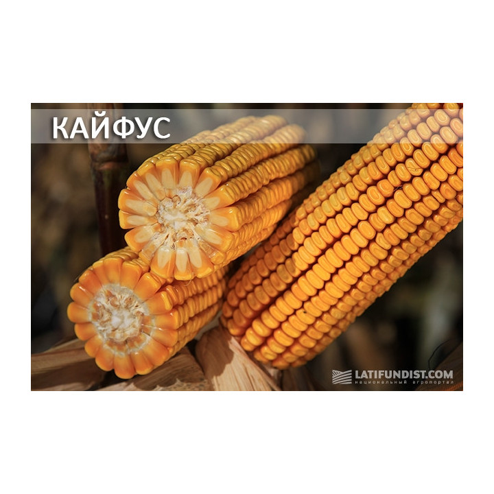 КАЙФУС