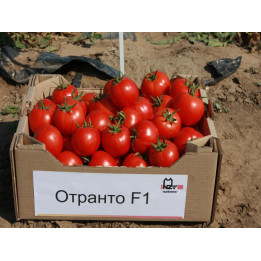 Отранто F1 / Otranto F1