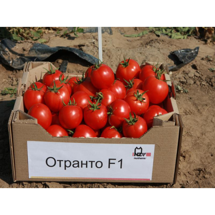 Отранто F1 / Otranto F1