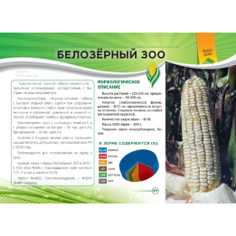БЕЛОЗЕРНЫЙ 300
