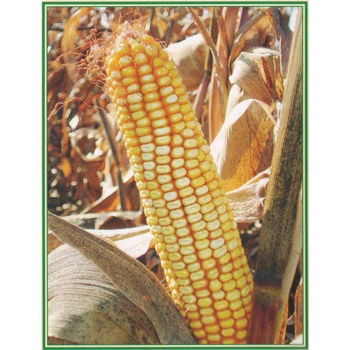 МАШУК 175 МВ