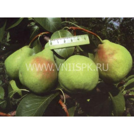 Августовская роса